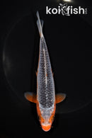 6.25" ASAGI