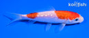 5" GINRIN NIDAN KOHAKU