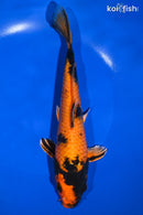 9.5" KIN HI UTSURI