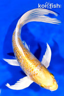 8" GINRIN HARIWAKE BUTTERFLY