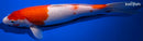 12.25" KOHAKU