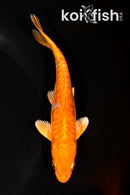 5.75" ARAGOKE ORENJI OGON
