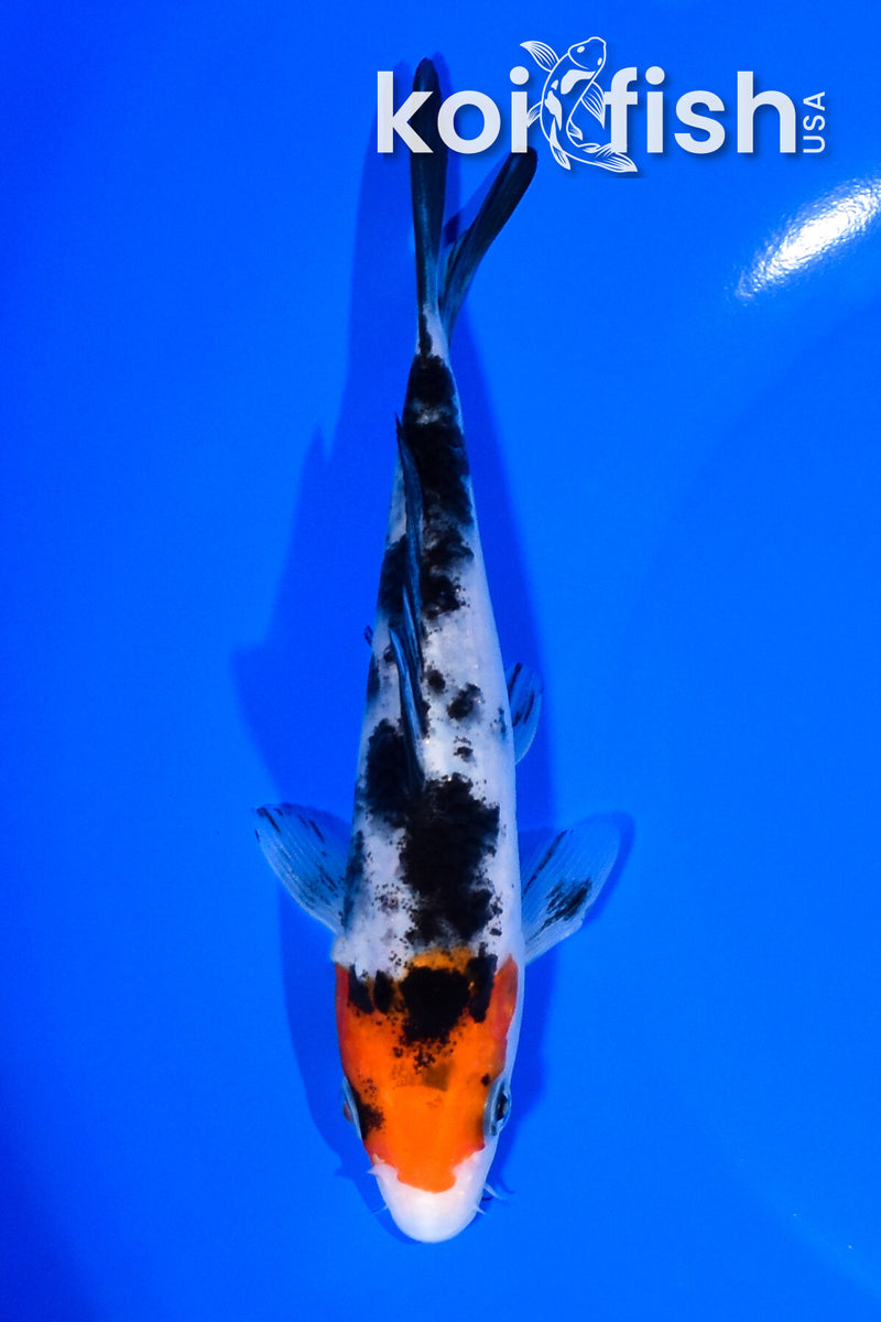 5.5" SANKE