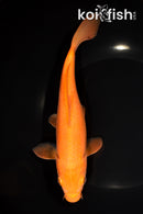8.25" CHAGOI