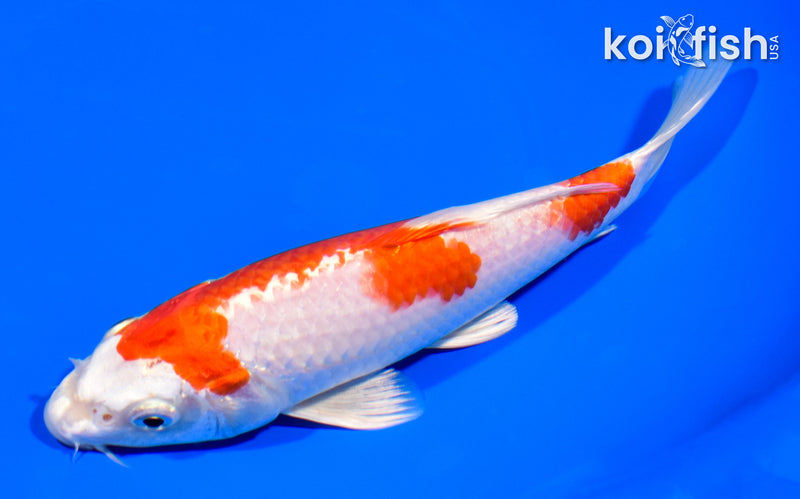 7.25" HARIWAKE