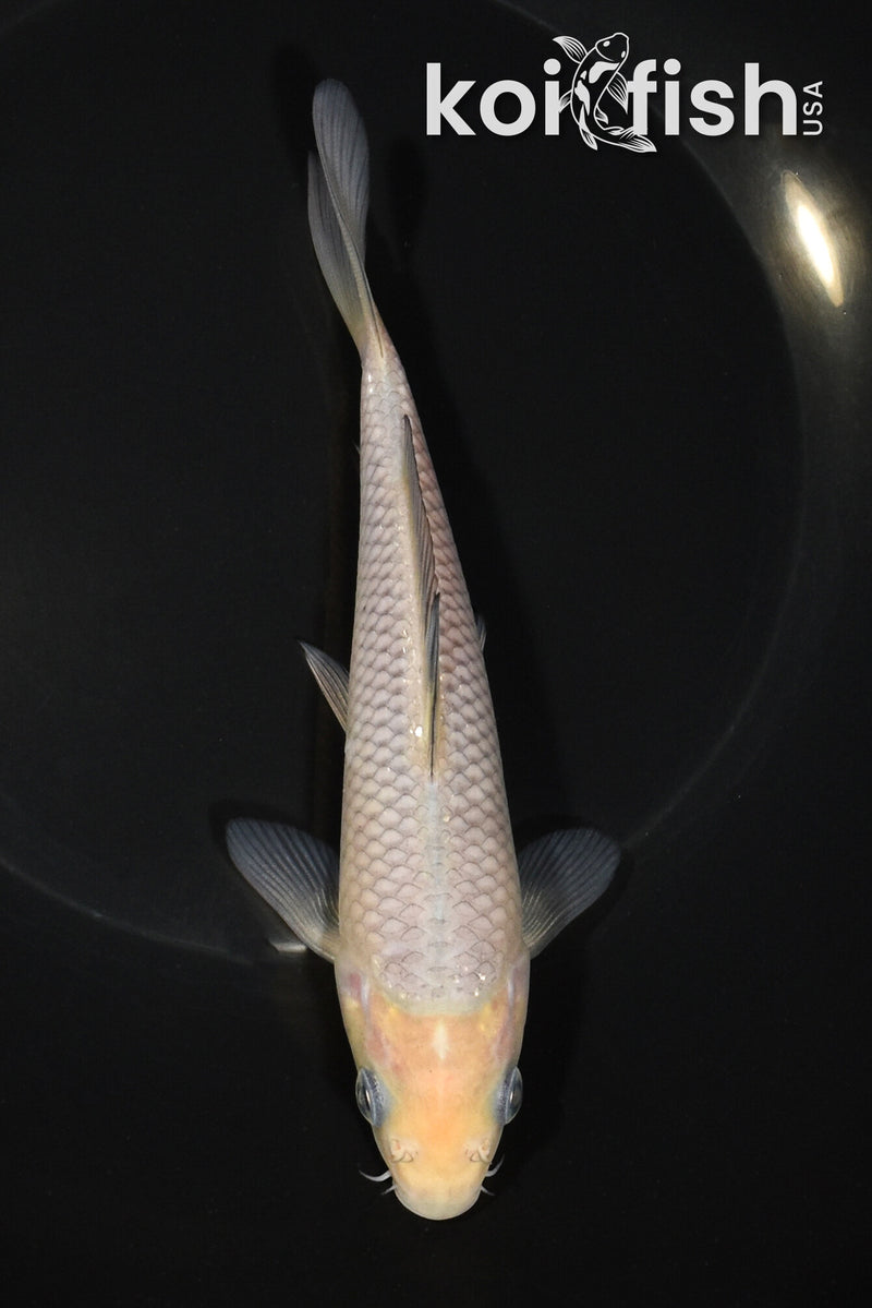 6.5" SORAGOI