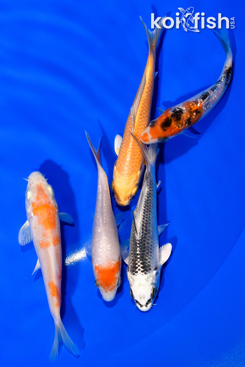 PACK OF (5) 3.25"- 4" STANDARD KOI
