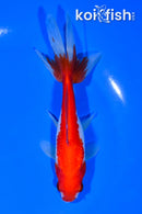 5.75" SARASA WAKIN GOLDFISH