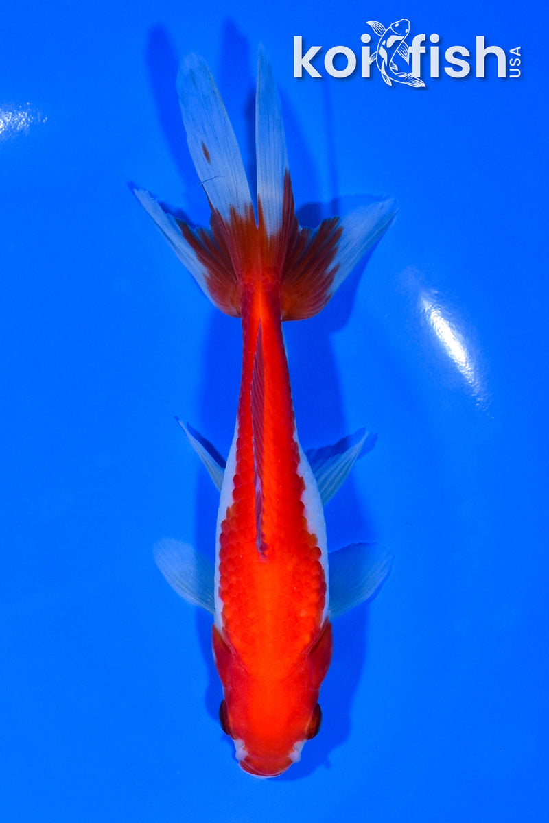 5.75" SARASA WAKIN GOLDFISH