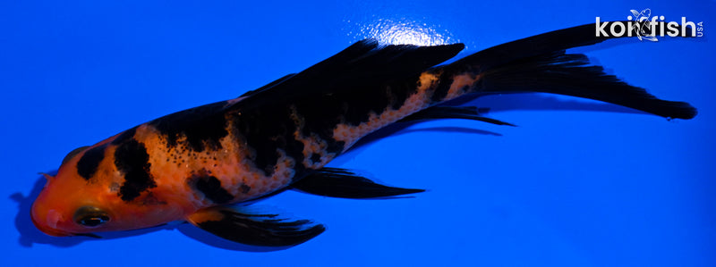 5" AKA BEKKO BUTTERFLY