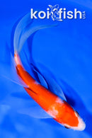 5.75" KOHAKU BUTTERFLY