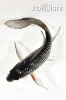 7" GINRIN OCHIBA SHIGURE BUTTERFLY