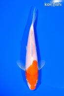 6" KOHAKU