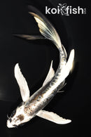 8" KIKOKURYU BUTTERFLY