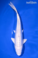 7.5" DOITSU PLATINUM OGON