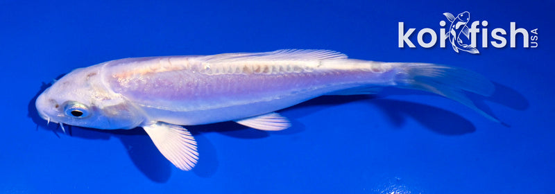 5" DOITSU PLATINUM OGON