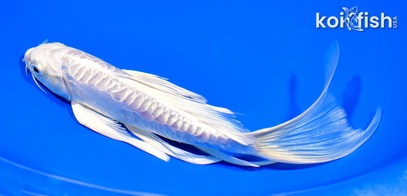 8.5" ARAGOKE PLATINUM OGON BUTTERFLY