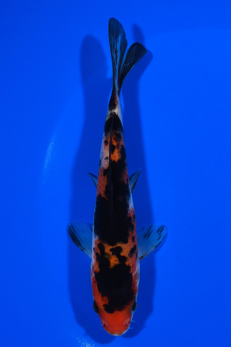 5.5" AKA SANKE
