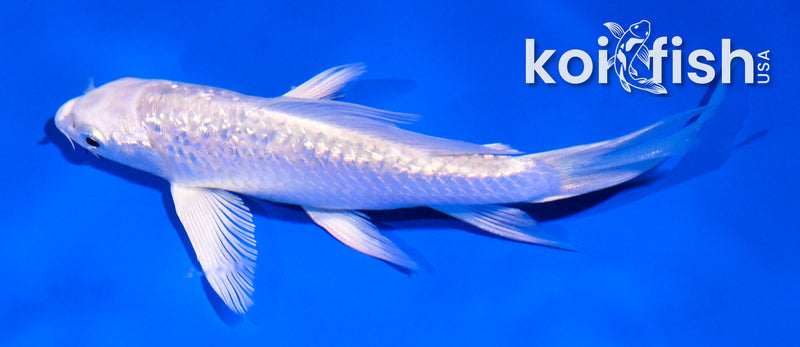 4.5" GINRIN YAMABUKI OGON