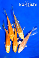 PACK OF (5) 3.5-4" STANDARD KOI