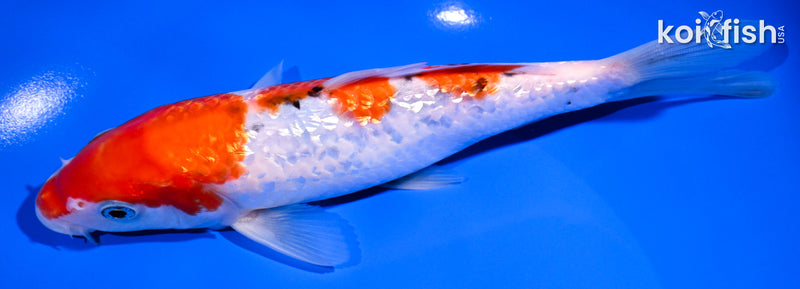 7" GINRIN SANKE