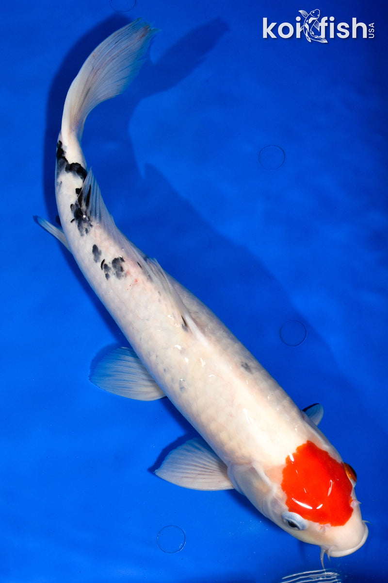 14.5" TANCHO SANKE