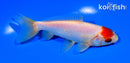 4.75" TANCHO WAKIN GOLDFISH