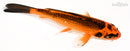5.75" ORENJI MATSUBA