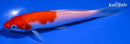 5.5" KOHAKU