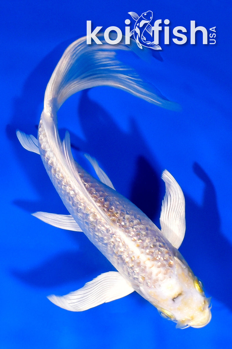 6.75" GINRIN HARIWAKE BUTTERFLY