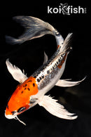 9.5" BENI KIKOKURYU BUTTERFLY