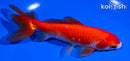 5.25" SARASA WAKIN GOLDFISH