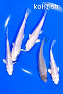 PACK OF (5) 4-5" STANDARD KOI
