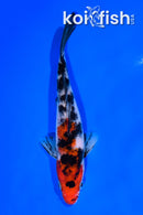 6.5" SANKE