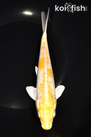 7.75" LEMON HARIWAKE