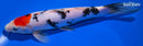 8.5" TANCHO SANKE