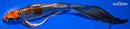 10.5" BENI GINGA BUTTERFLY