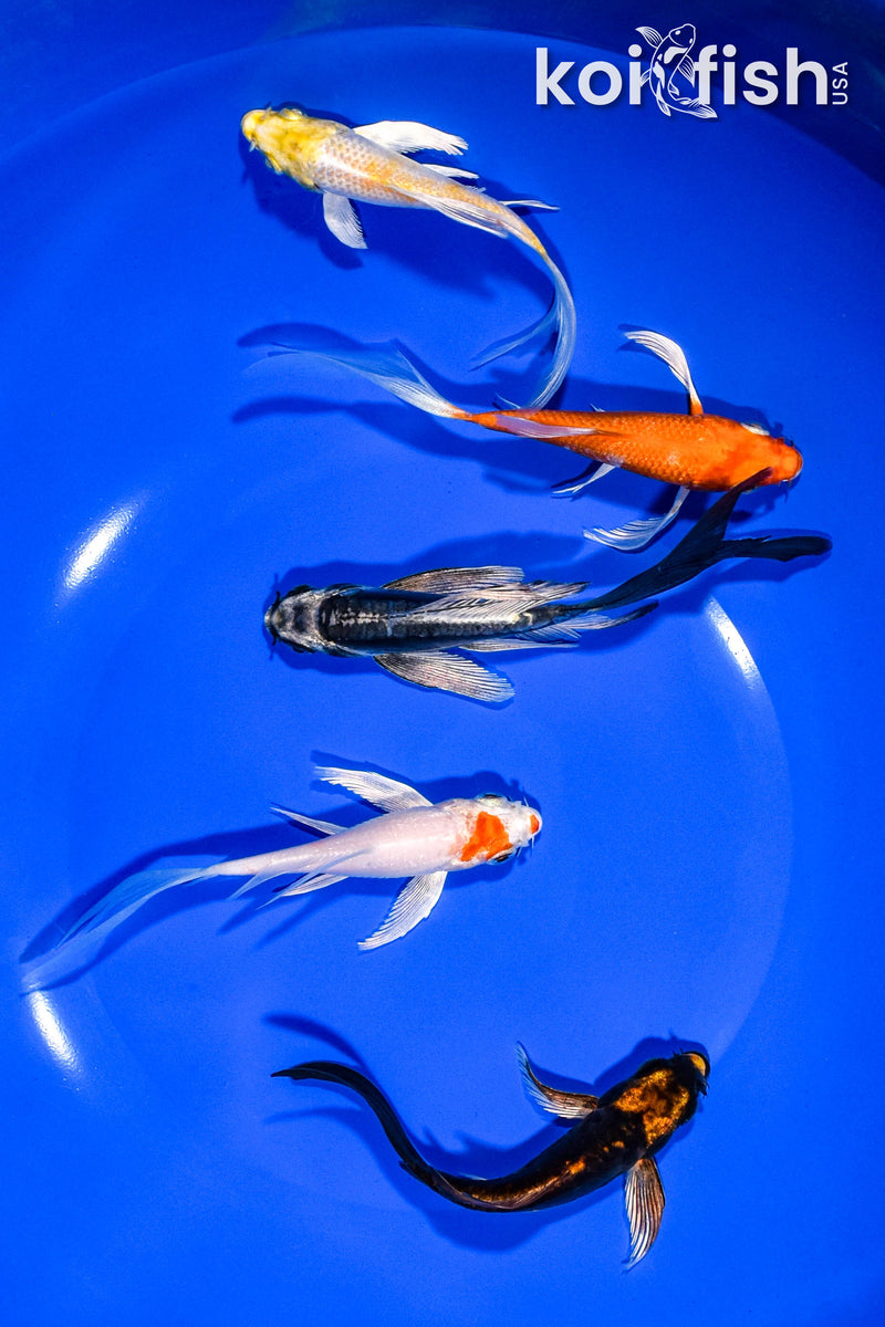 PACK OF (5) 3-4" BUTTERFLY KOI