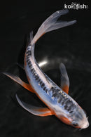 7.5" SHUSUI BUTTERFLY