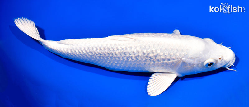 11" GINRIN PLATINUM OGON