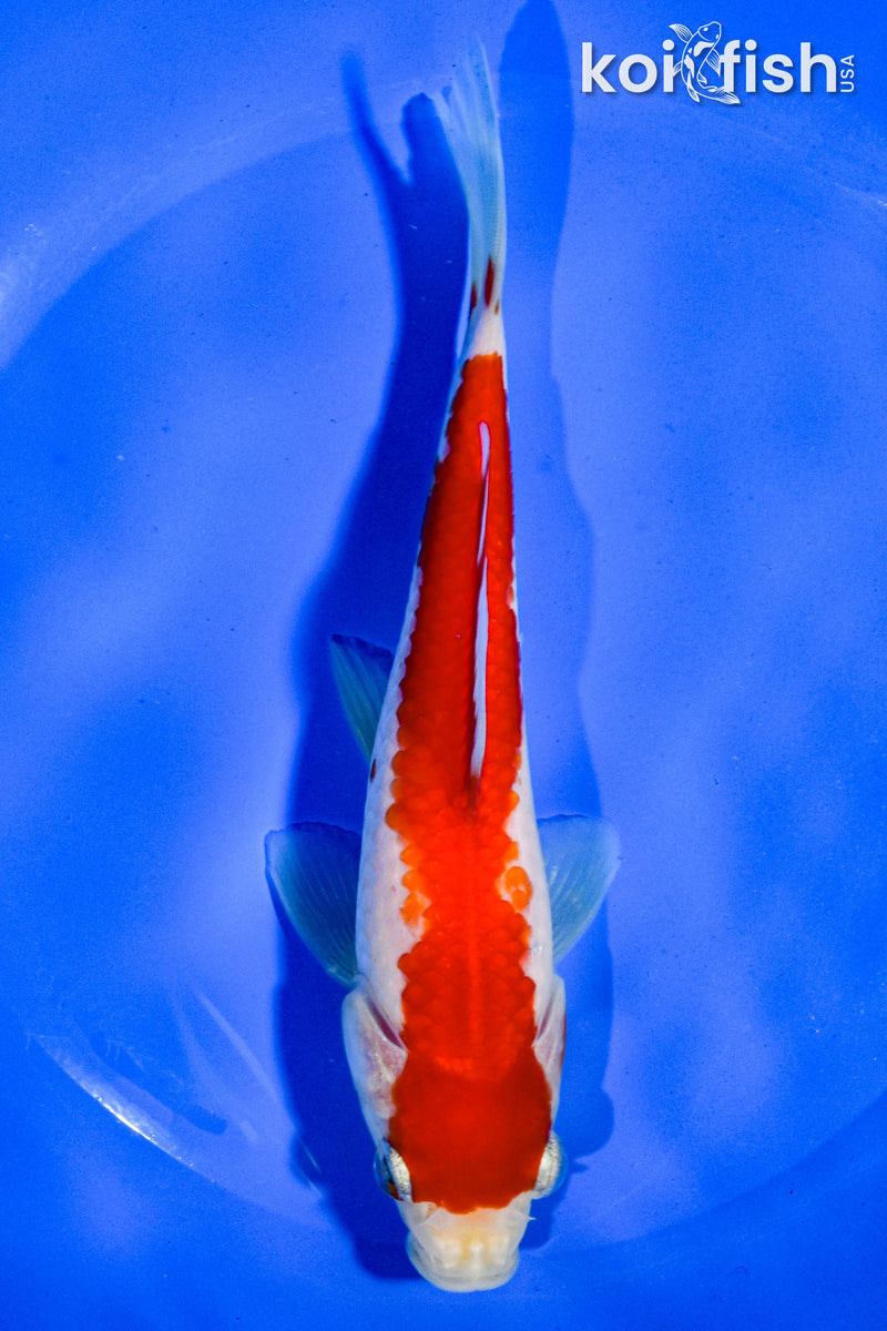 6" HIBUNA GOLDFISH