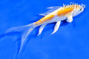 4.5" DOITSU LEMON HARIWAKE BUTTERFLY