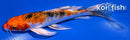 7.25" YAMATO NISHIKI BUTTERFLY
