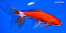 6.25" WATONAI GOLDFISH