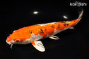 9.25" GINRIN YAMATO NISHIKI