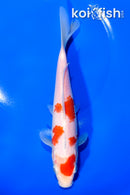 7.75" KOHAKU