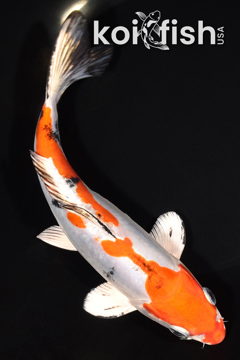 8" HEISEI NISHIKI