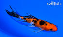 5.5" SANKE BUTTERFLY