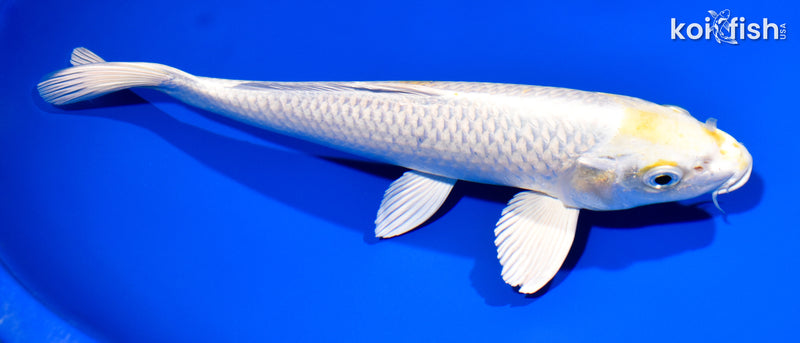 10.75" LEMON HARIWAKE