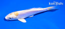 5" LEMON HARIWAKE